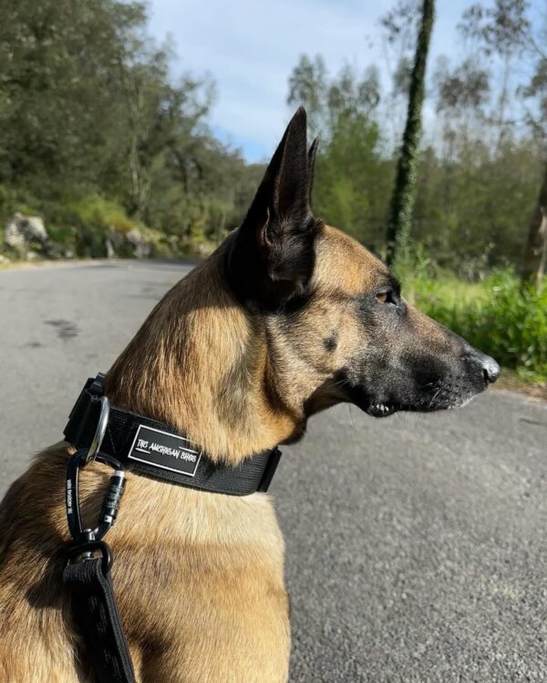 collar y correa negro para perros