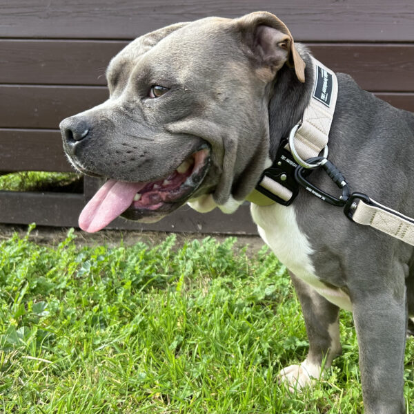 COLLAR Y CORREA BEIGE PARA PERROS