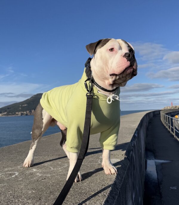 Sudaderas perros fuertes