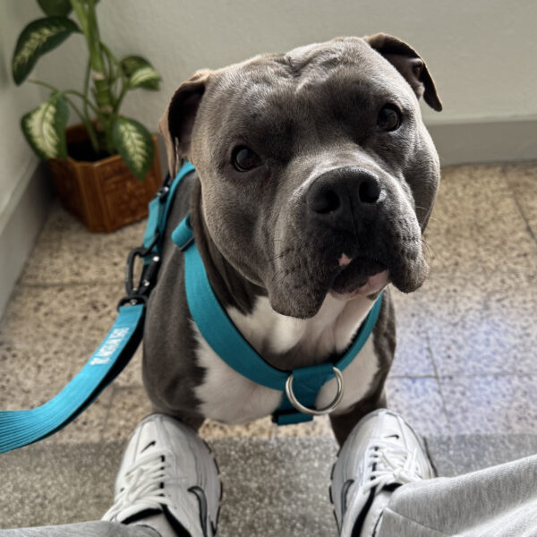 arnes azul para perros grandes