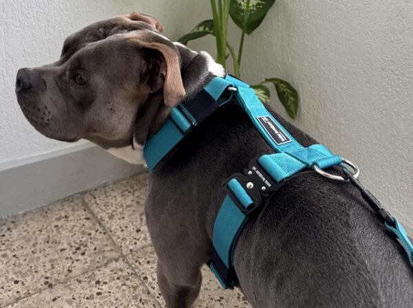 arnes turquesa para perros fuertes