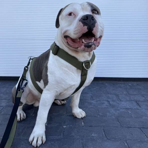 arnés verde oliva para perros