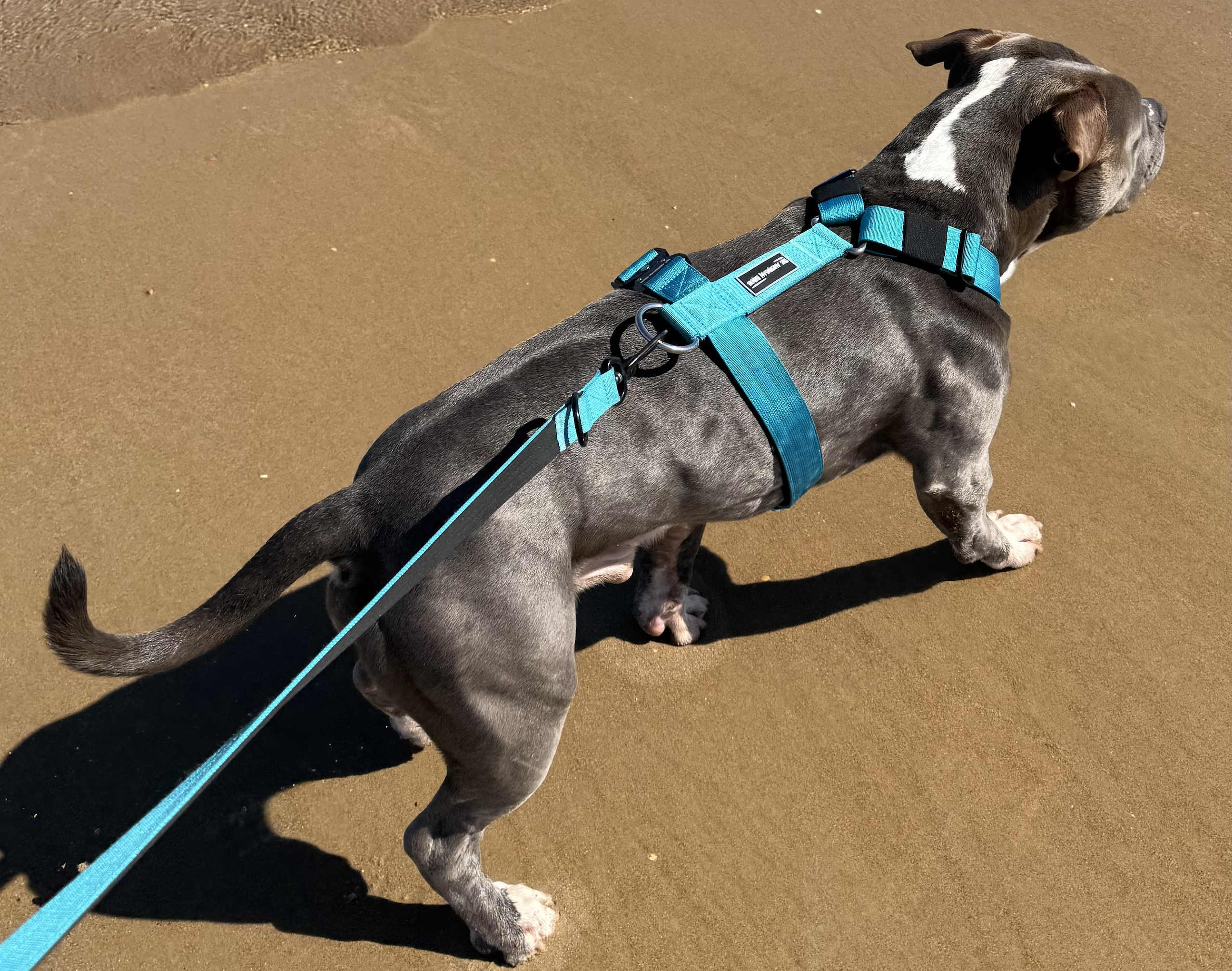 arnes azul para perros grandes